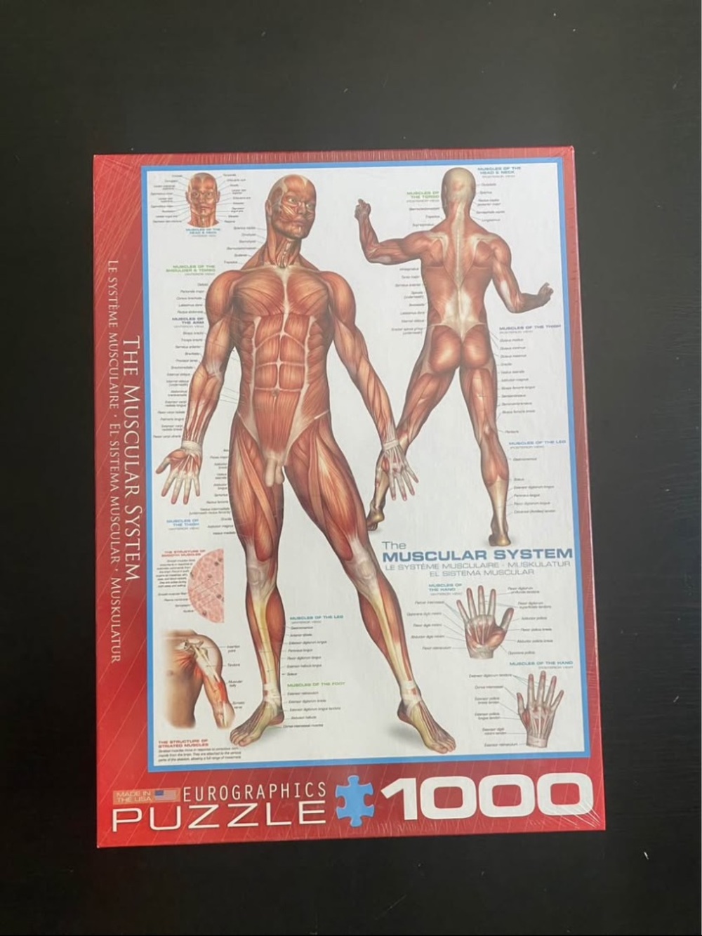Muscular System 1000-Piece Puzzle